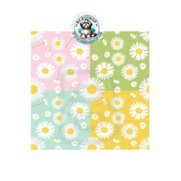 Fröhliche Gänseblümchen auf pastelligen Farbflächen in Rosa, Mint, Grün und Gelb