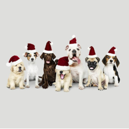 Kissenpanel Hunde Weihnachten mit Nikolausmützen – Polstervelours 330 g/m – Weihnachtsstoff Hundemotiv – Kissen nähen DIY