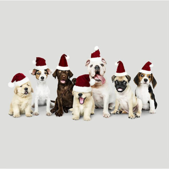 Kissenpanel Polstervelours Hunde Weihnachten mit Nikolausmützen 330 g/m – Weihnachtsstoff Hundemotiv – Kissen nähen DIY