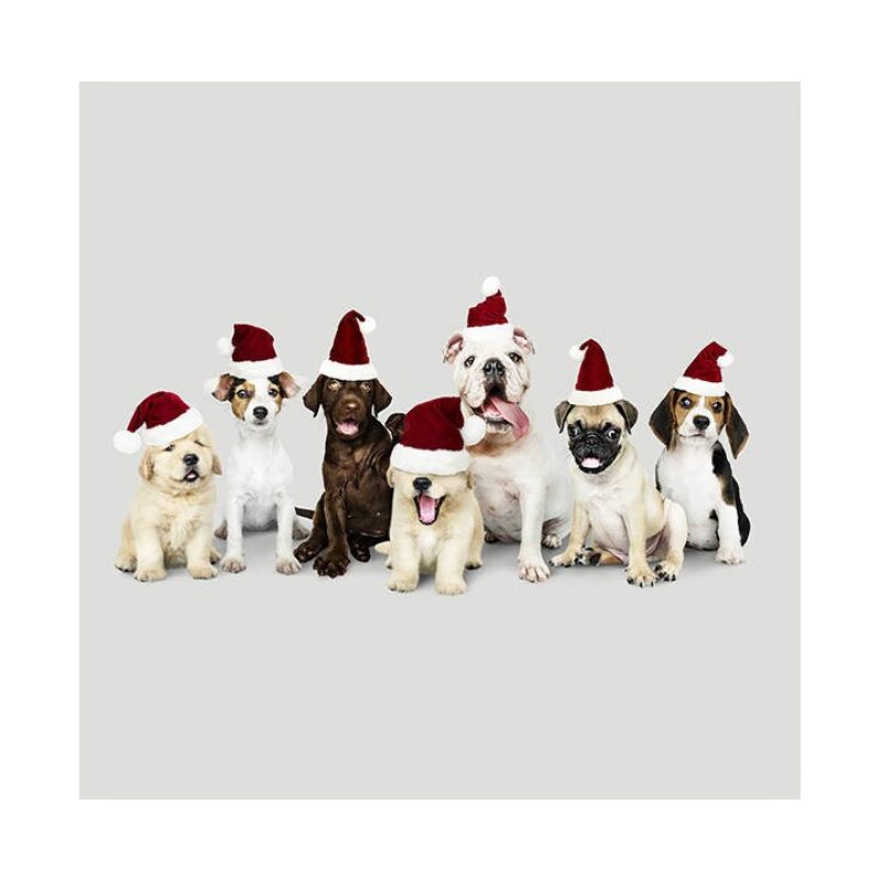 Kissenpanel Hunde Weihnachten mit Nikolausmützen – Polstervelours 330 g/m – Weihnachtsstoff Hundemotiv – Kissen nähen DIY
