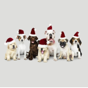 Kissenpanel Hunde Weihnachten mit Nikolausmützen – Polstervelours 330 g/m – Weihnachtsstoff Hundemotiv – Kissen nähen DIY