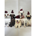 Kissenpanel Polstervelours Hunde Weihnachten mit Nikolausmützen 330 g/m – Weihnachtsstoff Hundemotiv – Kissen nähen DIY